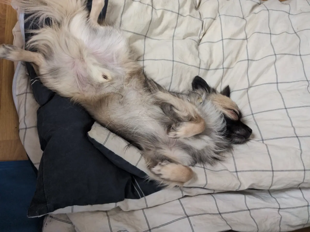 Billede 4 - Ren han langhåret chihuahua uden stambog