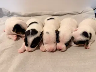 Jack Russel Terrier - 2