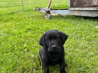 Særlig Labrador Formel 1-hvalp søger et hjem