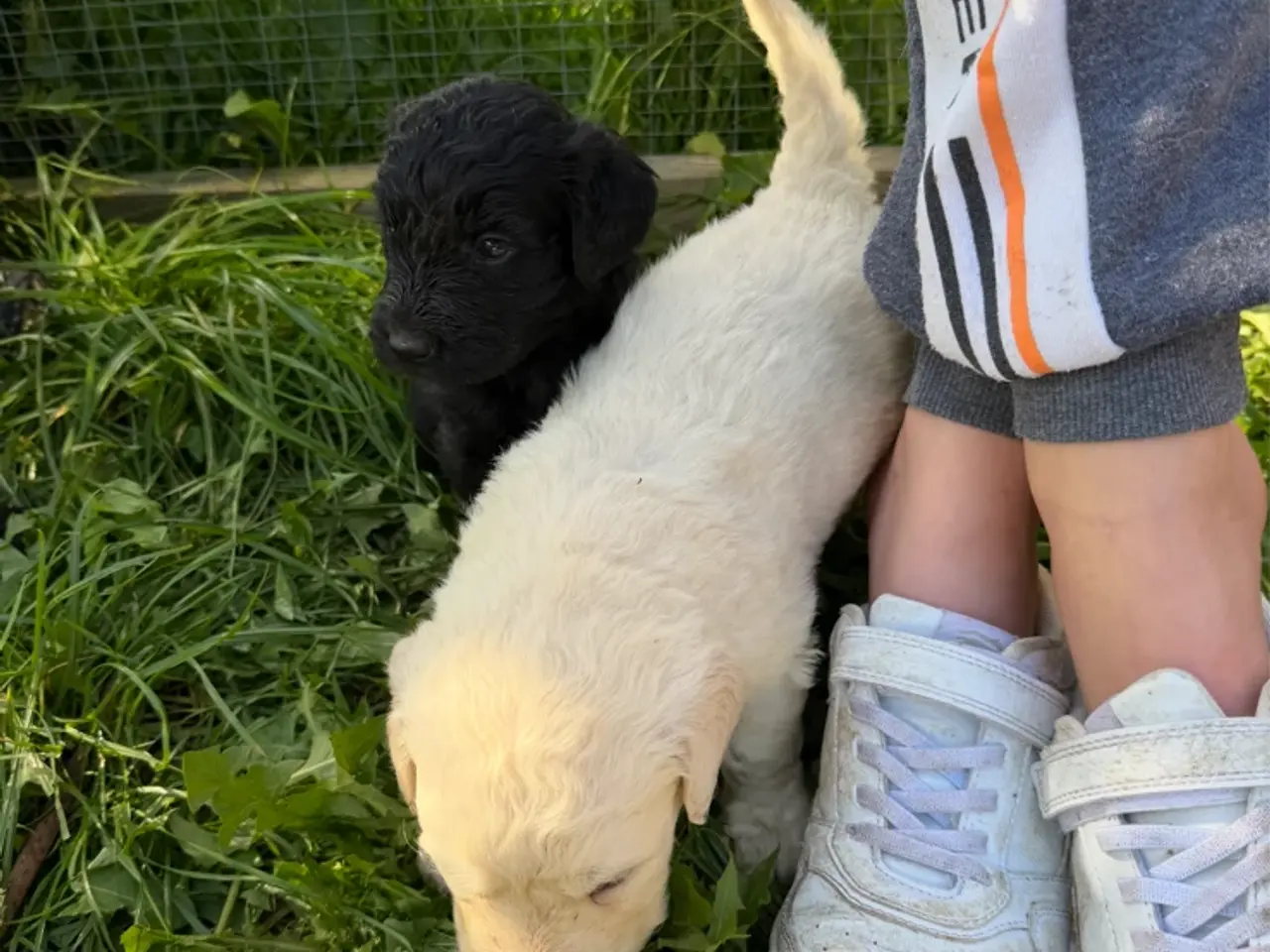 Billede 17 - Smukke Golden Doodle hvalpe