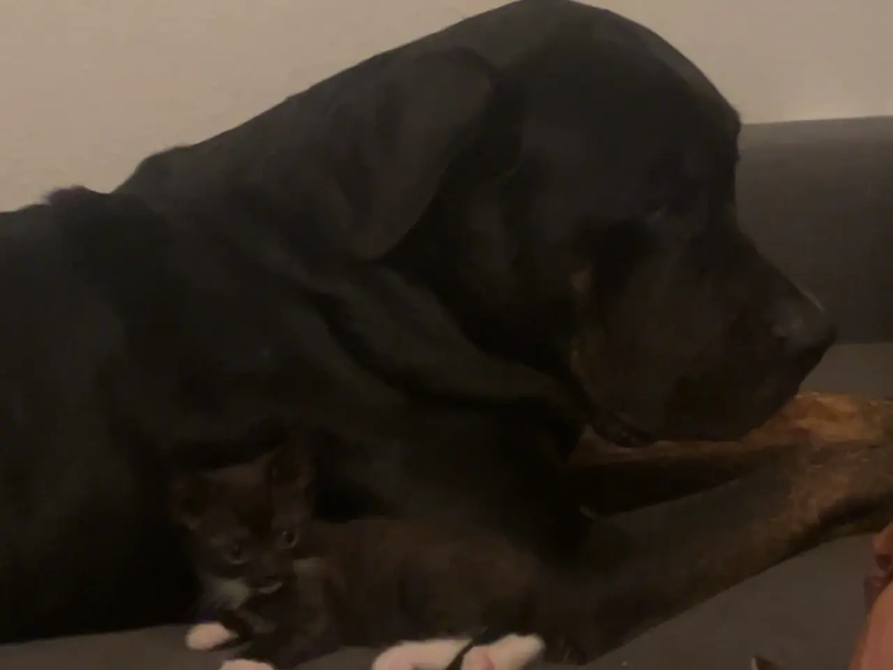 Billede 13 - Søde katte killinger søger hjem❤️