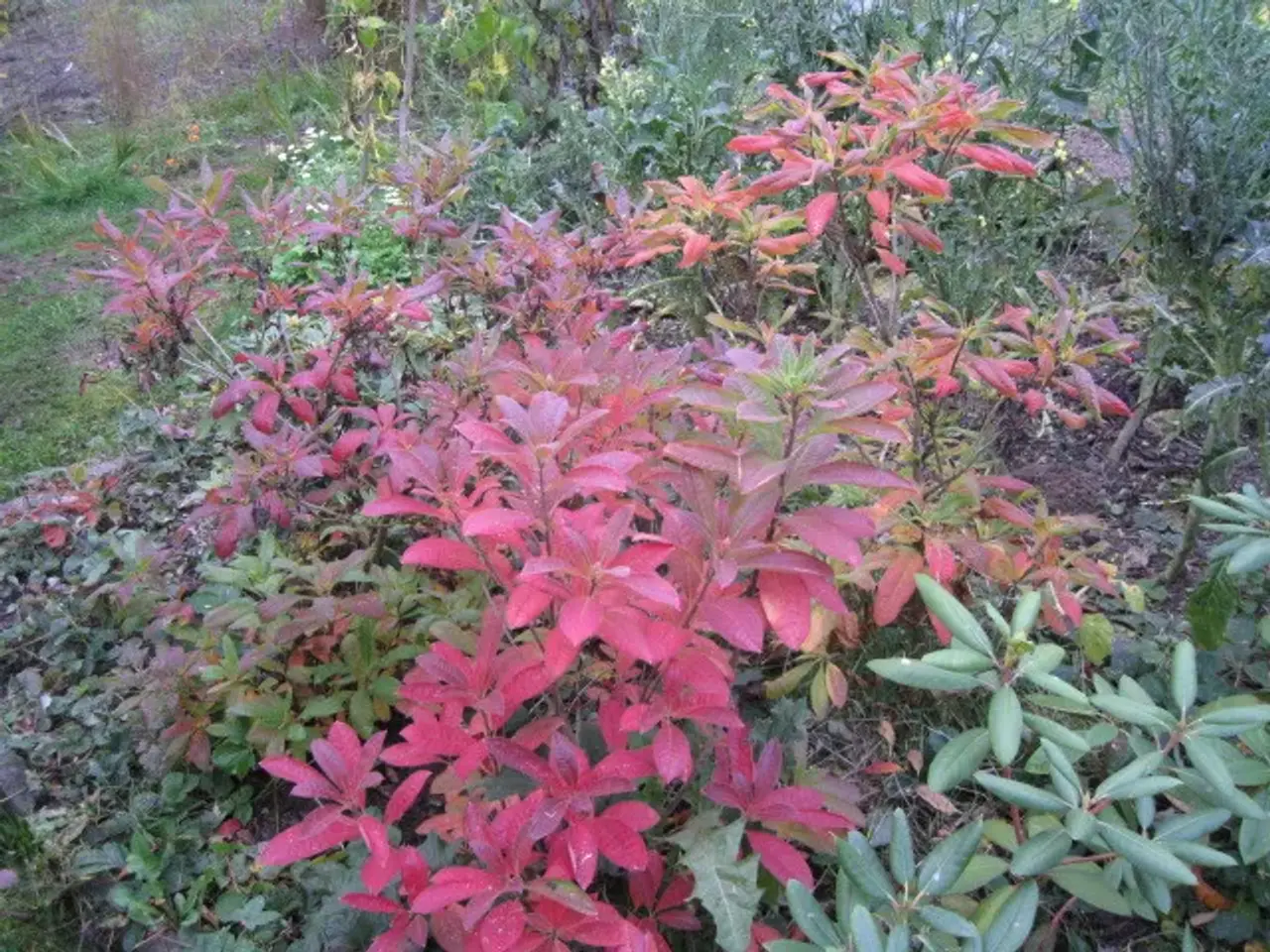 Billede 5 - Guldazalea, Rhododendron