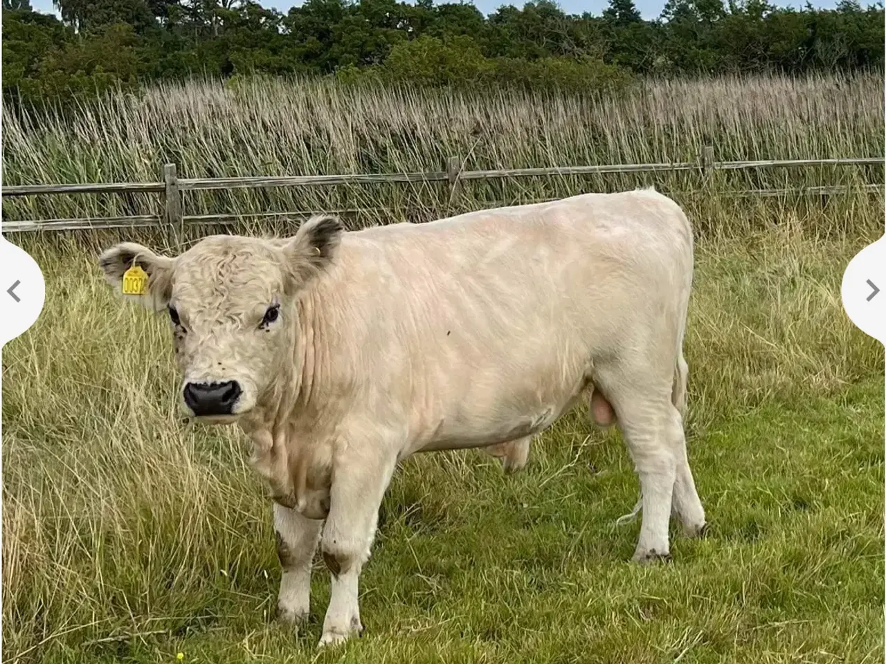 Billede 3 - Helt hvid Galloway tyr Udlejes