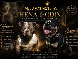 American Bully