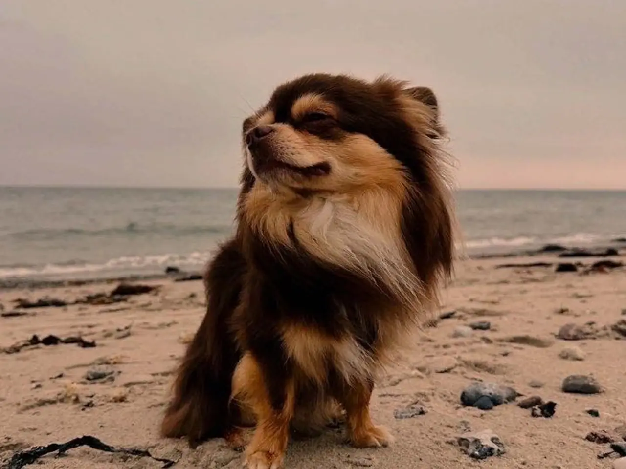 Billede 6 - Chihuahua tæve 
