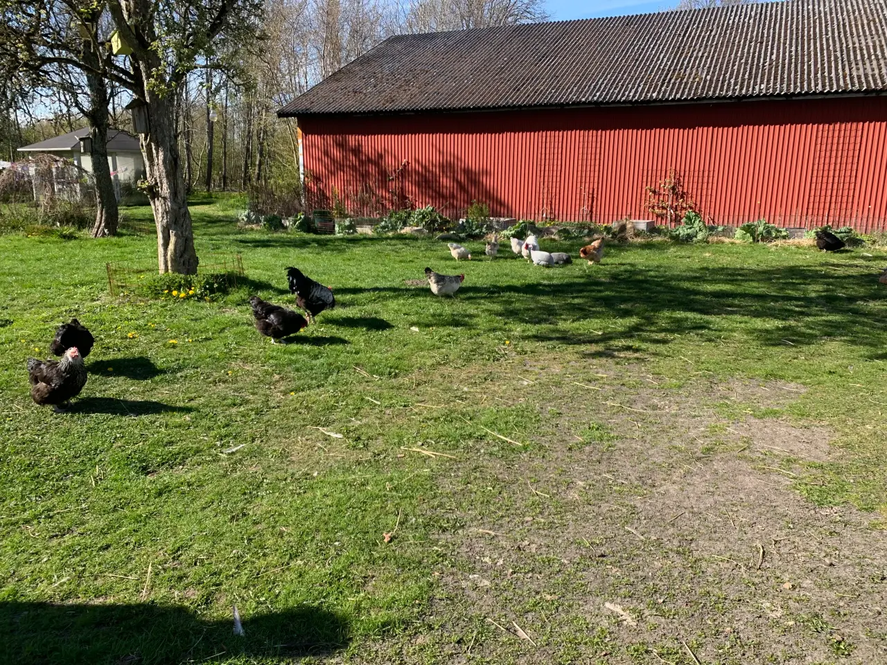 Billede 8 - Alt slags fjerkræ aftages.UB. 