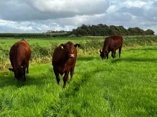 SØGER ANGUS / ANGUS-KRYDSNINGER