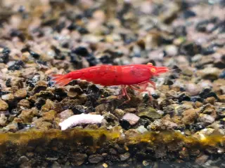 Red Demon – Bloody Mary Orange Eye (OE) ❤️🧡 🦐
