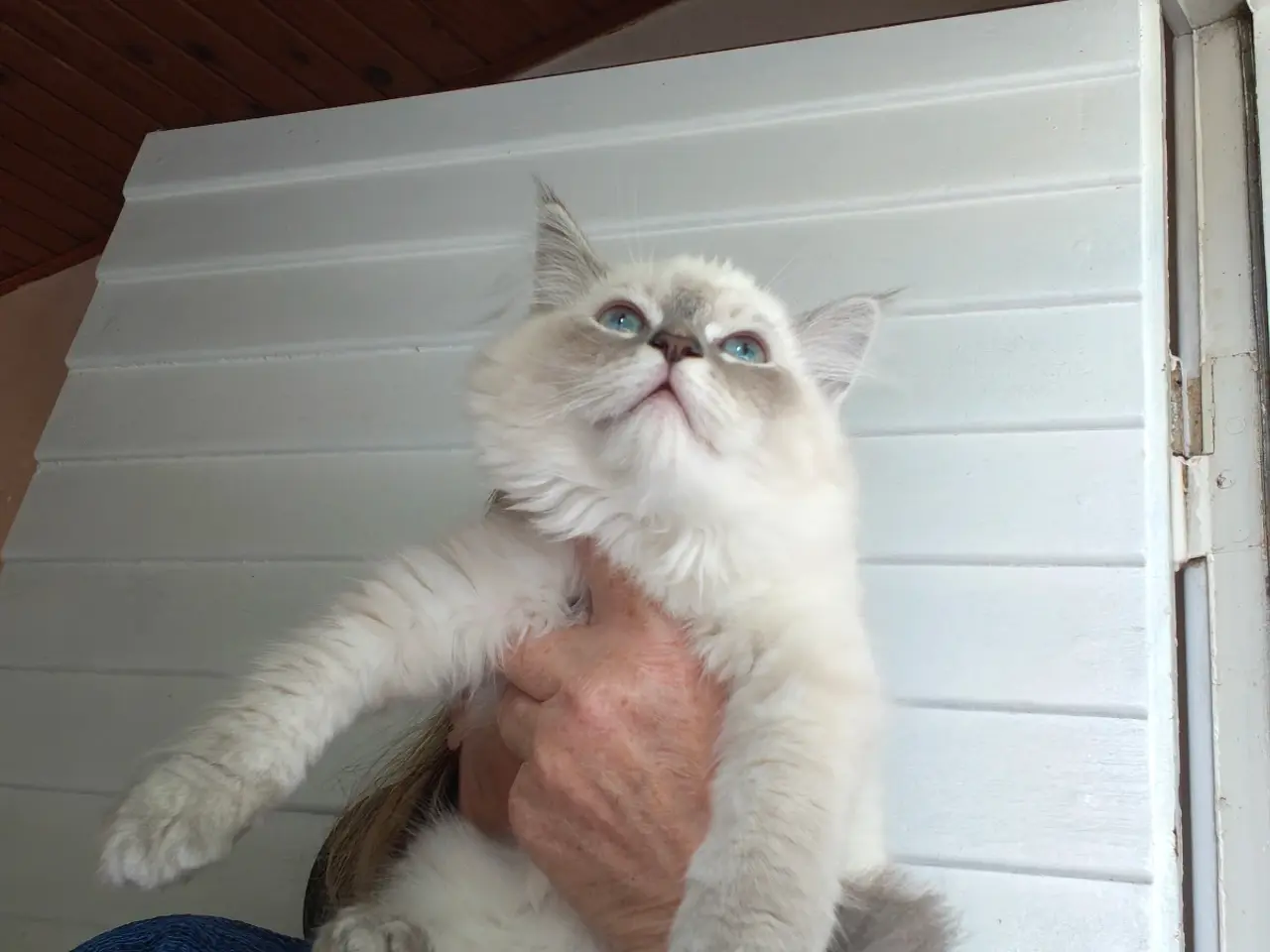 Billede 2 - Ragdoll far Ragdoll-Skovkat mor. 2 skønne killinge
