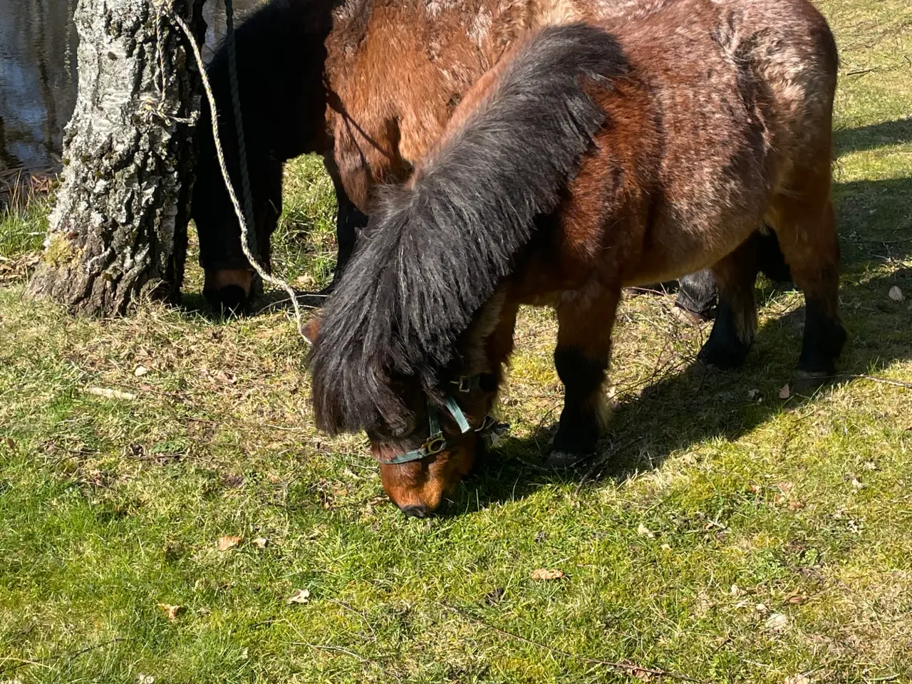 Billede 10 - Shetlænder ponyer sælges