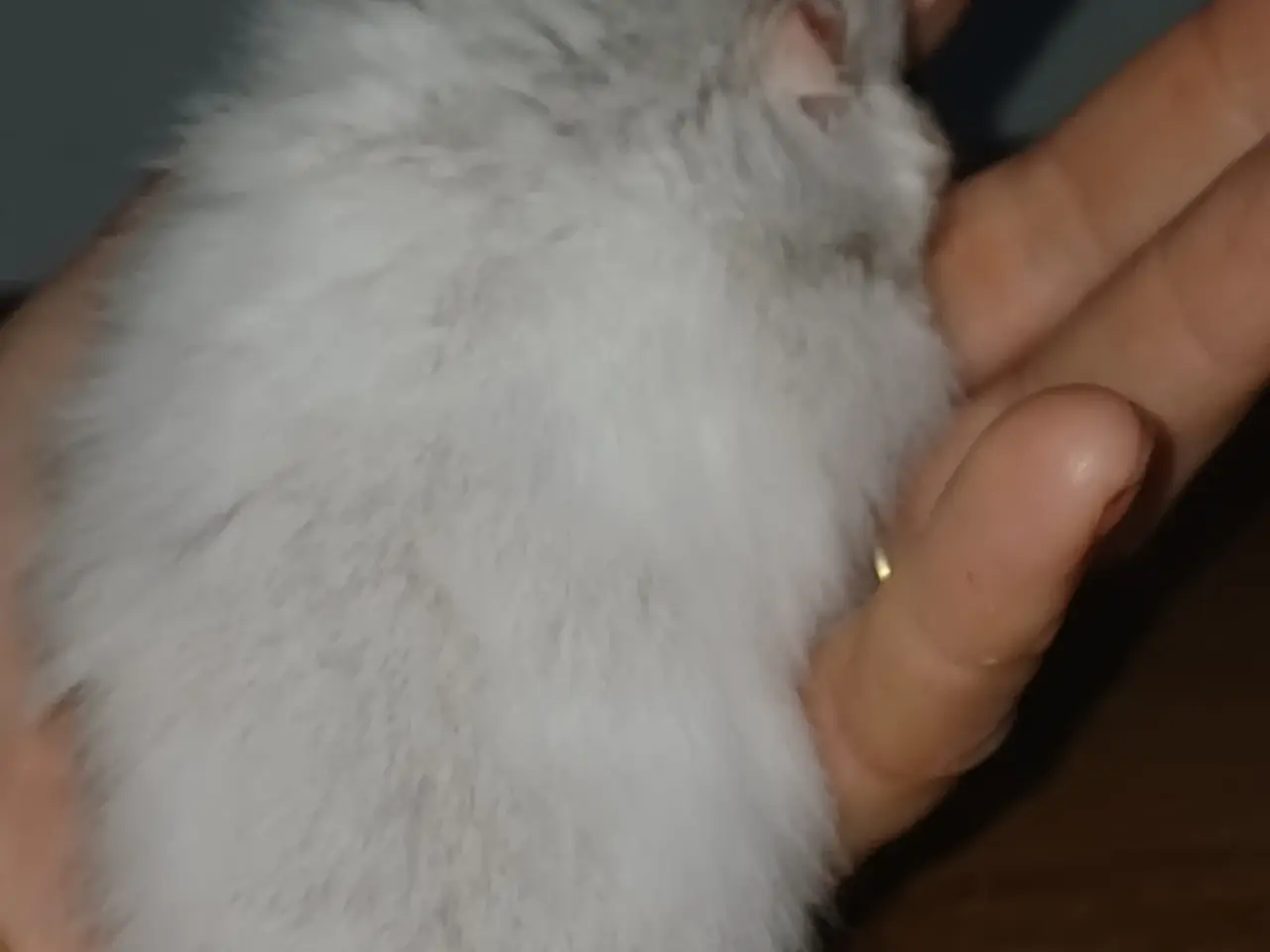 Billede 7 - Guldhamster unger