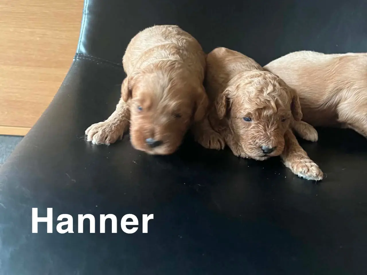 Billede 3 - De skønneste F1B Cavapoo-hvalpe søger deres kommen