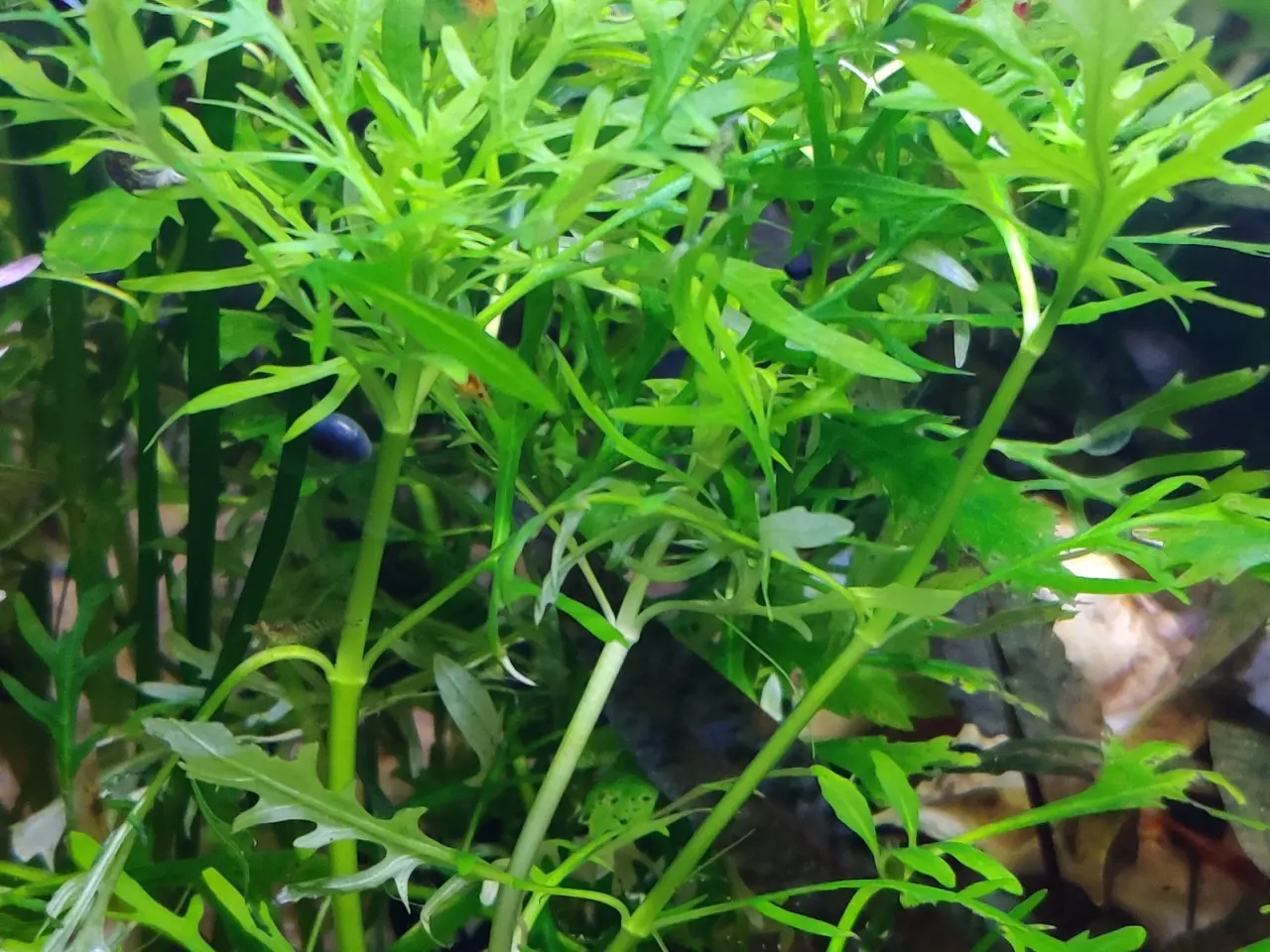 Billede 1 - Akvarie Planter mange slags