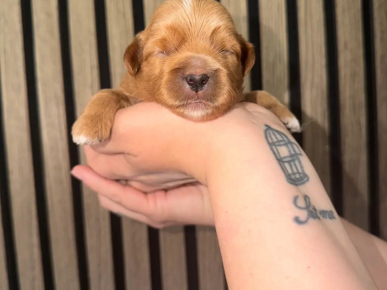 Billede 10 - HELT NYE Shih-Poo hvalpe 