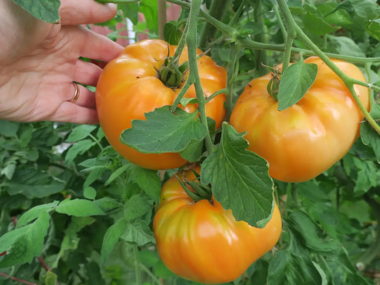 Billede 4 - Tomatfrø