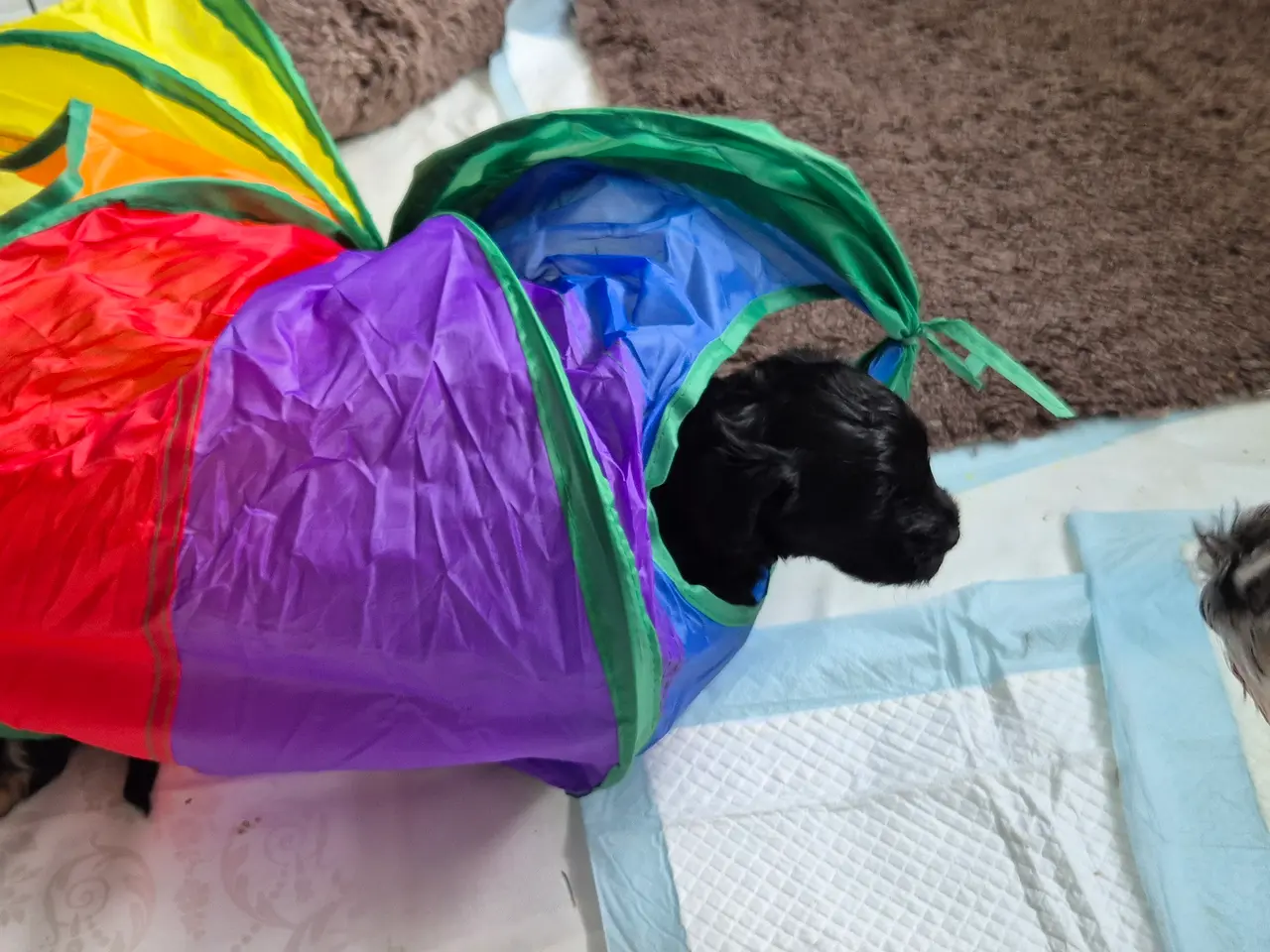 Billede 9 - Poo Schnauzerpoo puddel