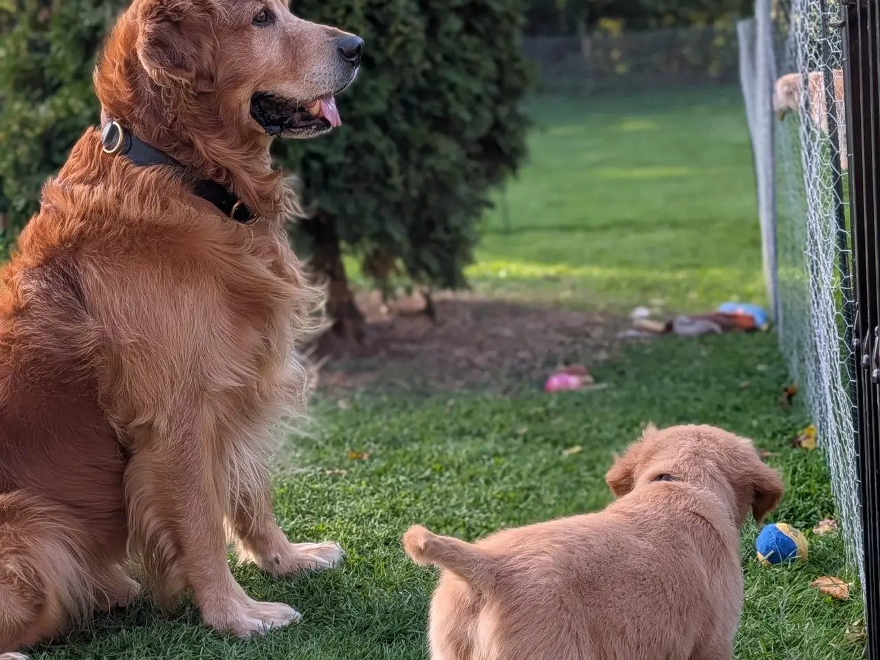 Billede 9 - Golden Retriever Hvalpe