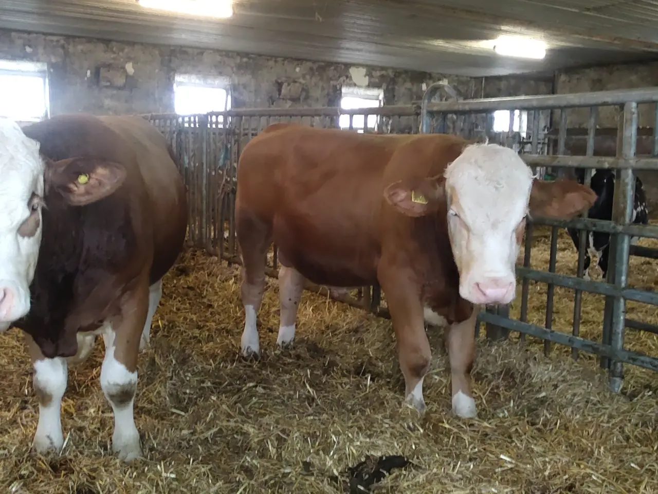 Billede 7 - Simmentaler Tyre