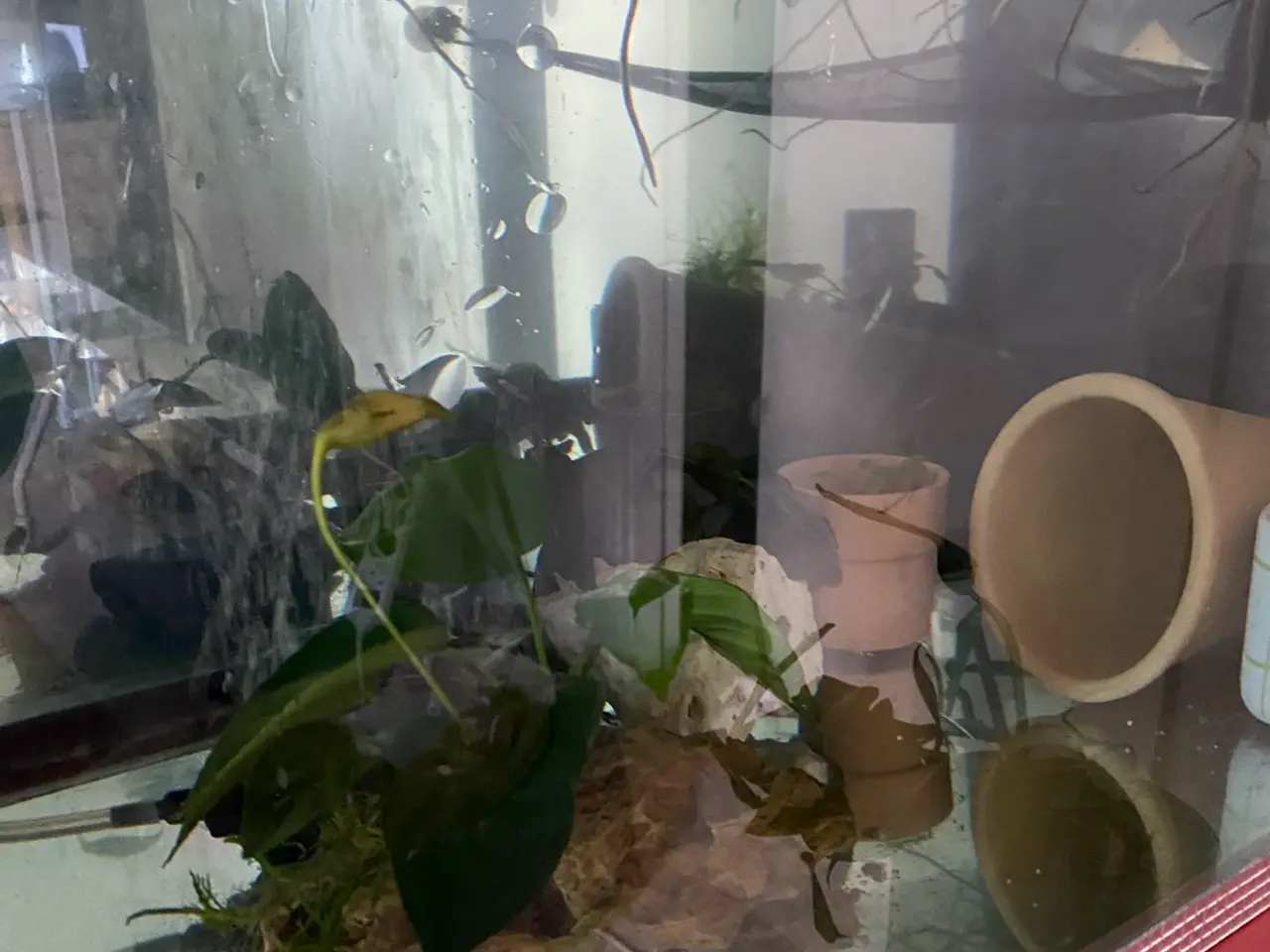 Billede 11 - Akvarie m. Tilbehør - perfekt til axolotler