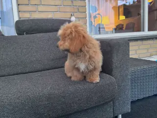 ❤️ Søde Maltipoo-hvalpe klar til nye kærlige hjem