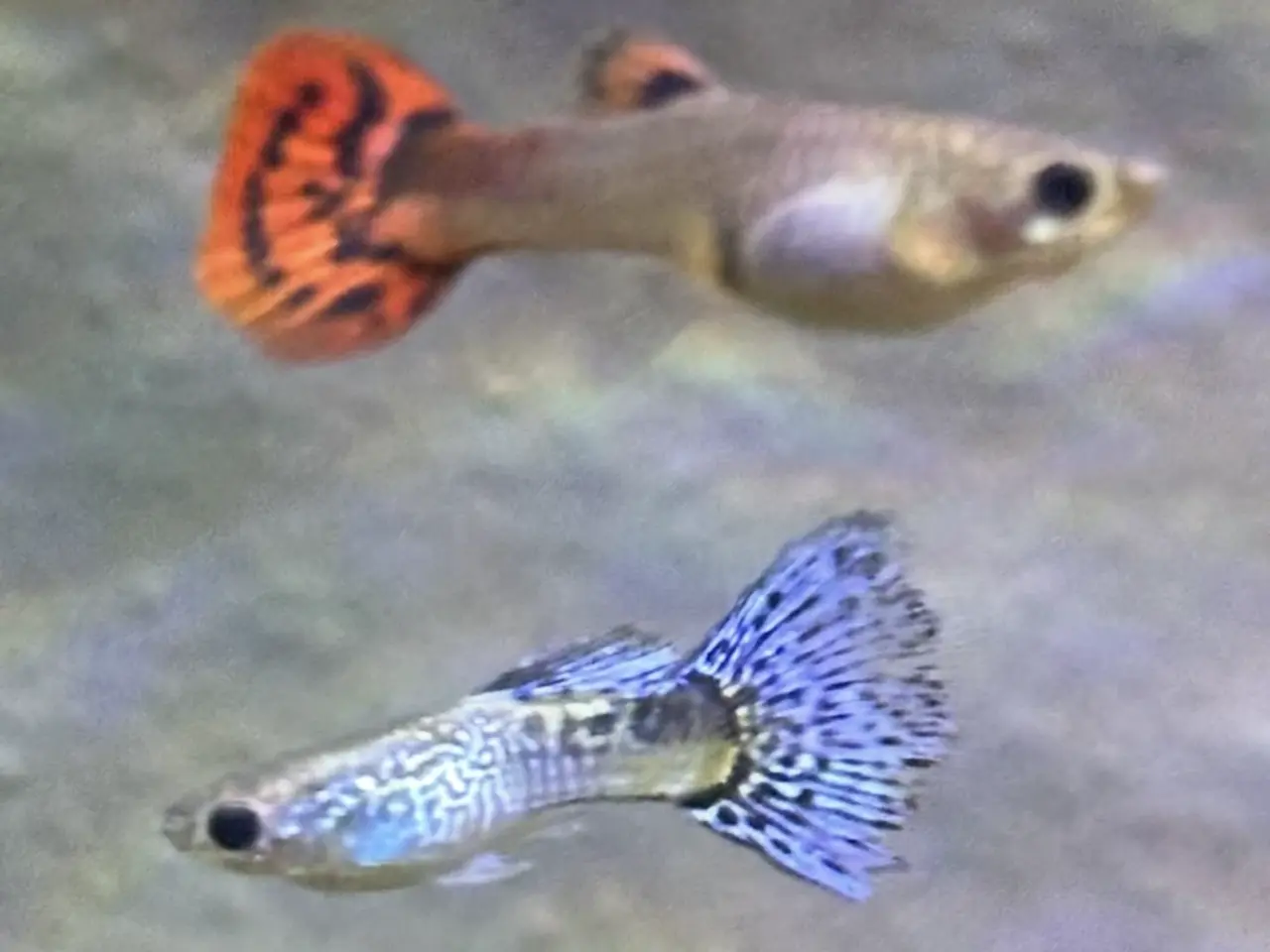 Billede 1 - Guppy yngel 