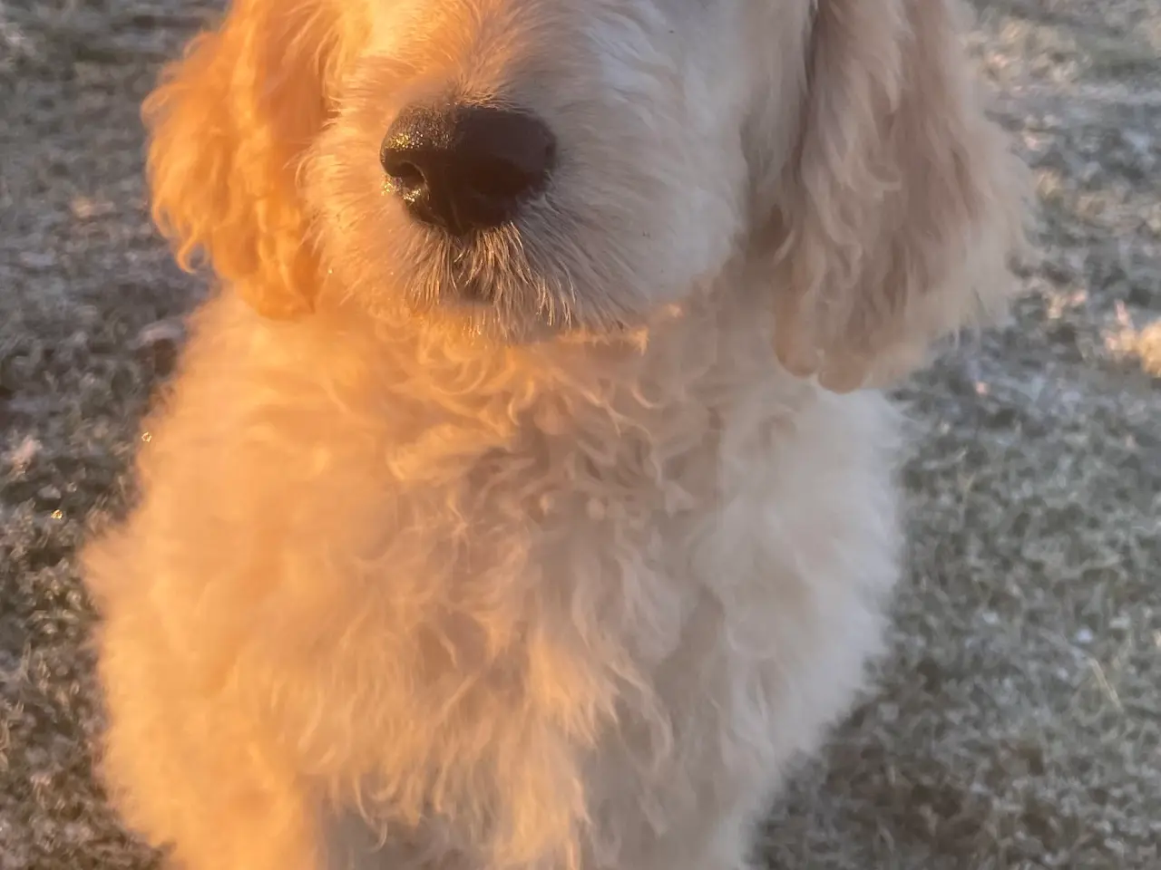 Billede 14 - Nyfødte - Goldendoodle-HVALPE