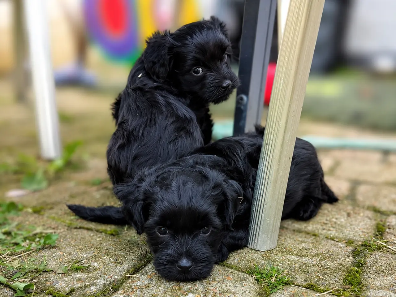 Billede 2 - Chinese Crested Powder puff drenge, med dkk tavle.