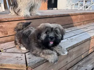 Lhasa apso hvalp