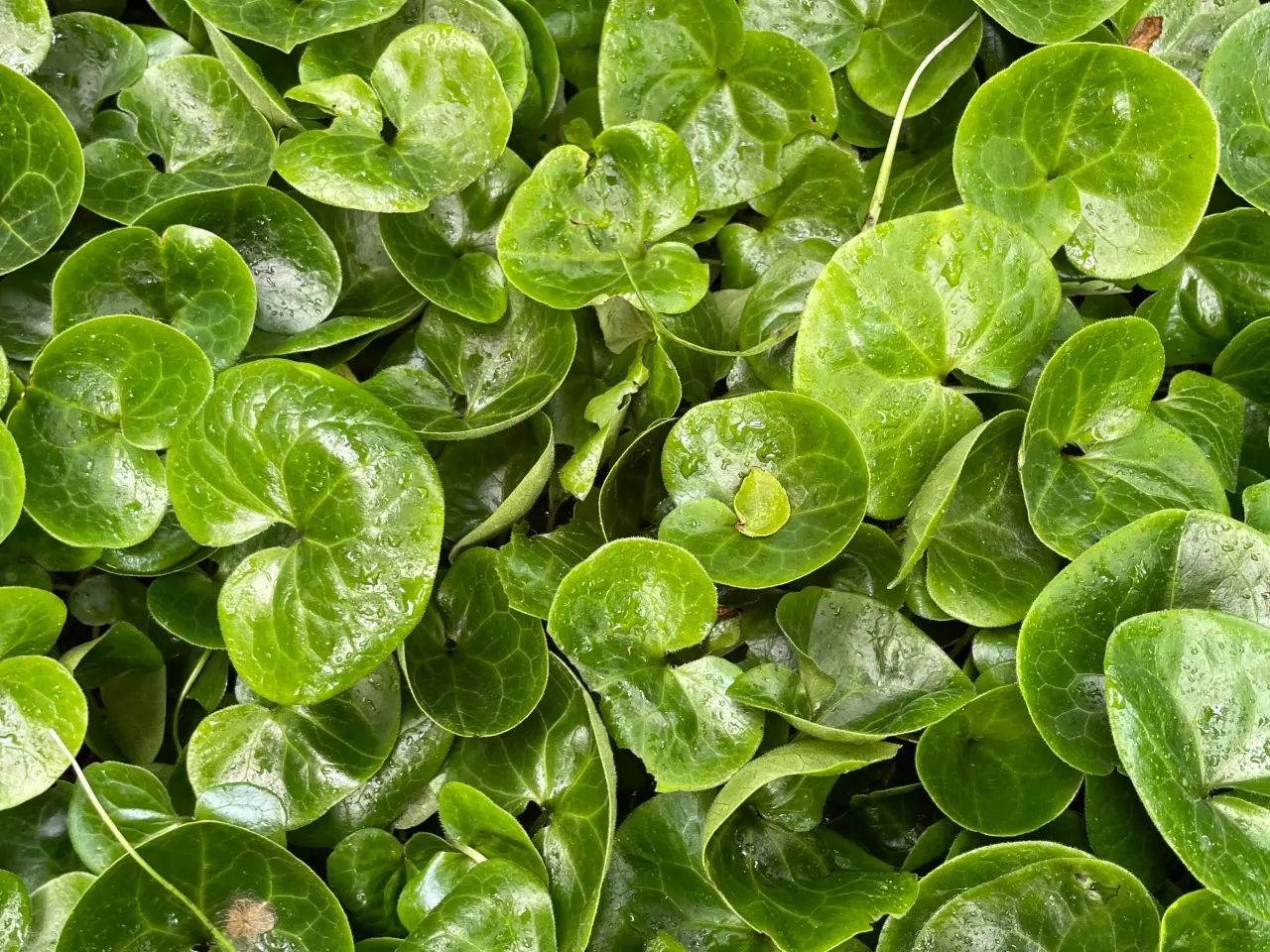 Billede 1 - Staude Hasselurt Asarum Europaeum, 20 stk i biopot