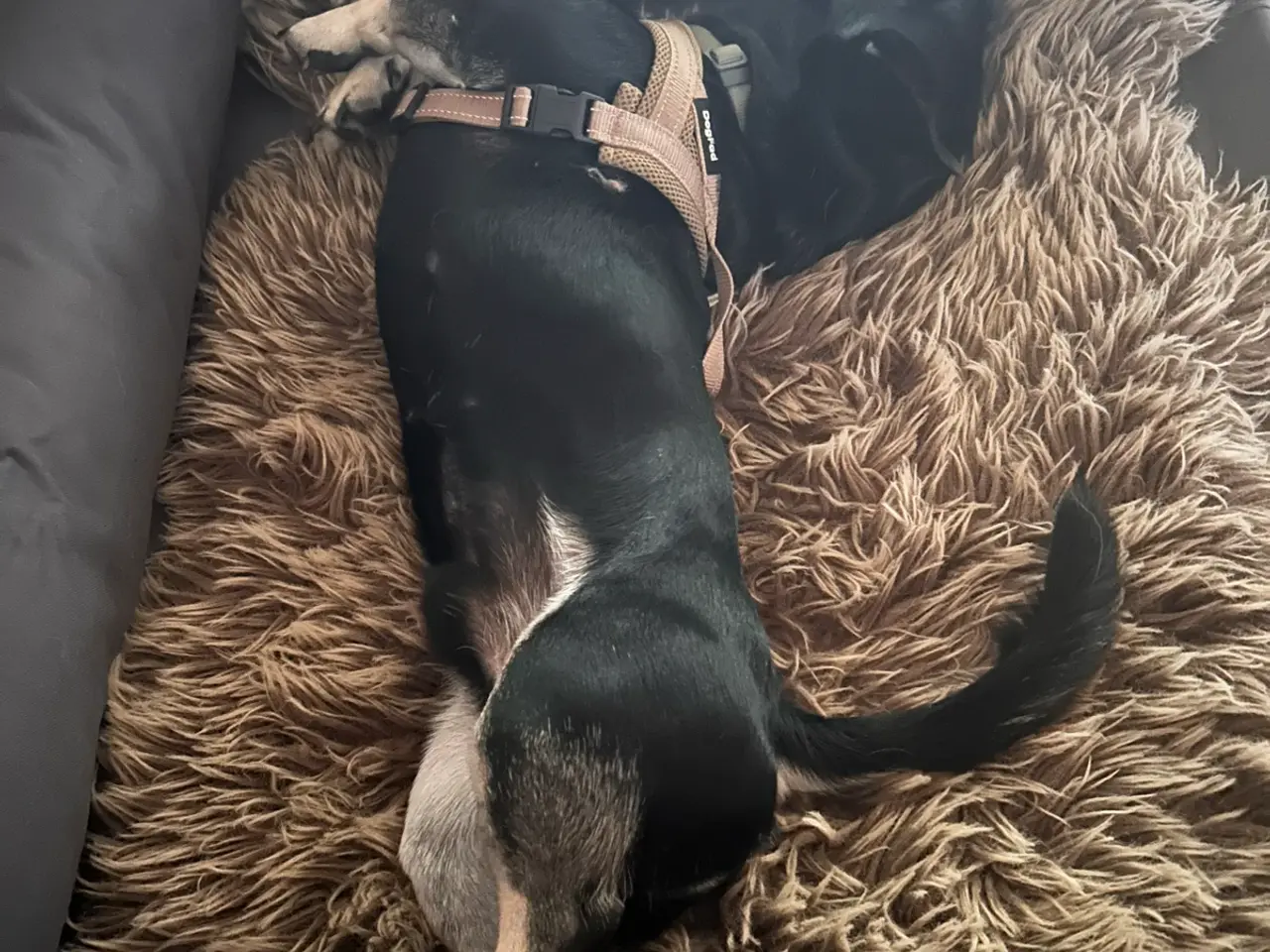 Billede 5 - Dejlig lille blandings han hund
