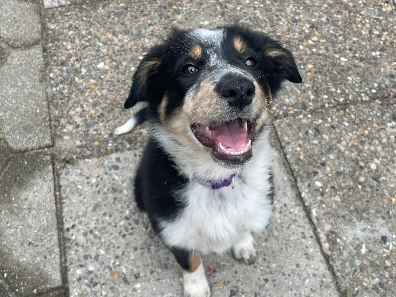 Billede 10 - Border Collie hvalpe 