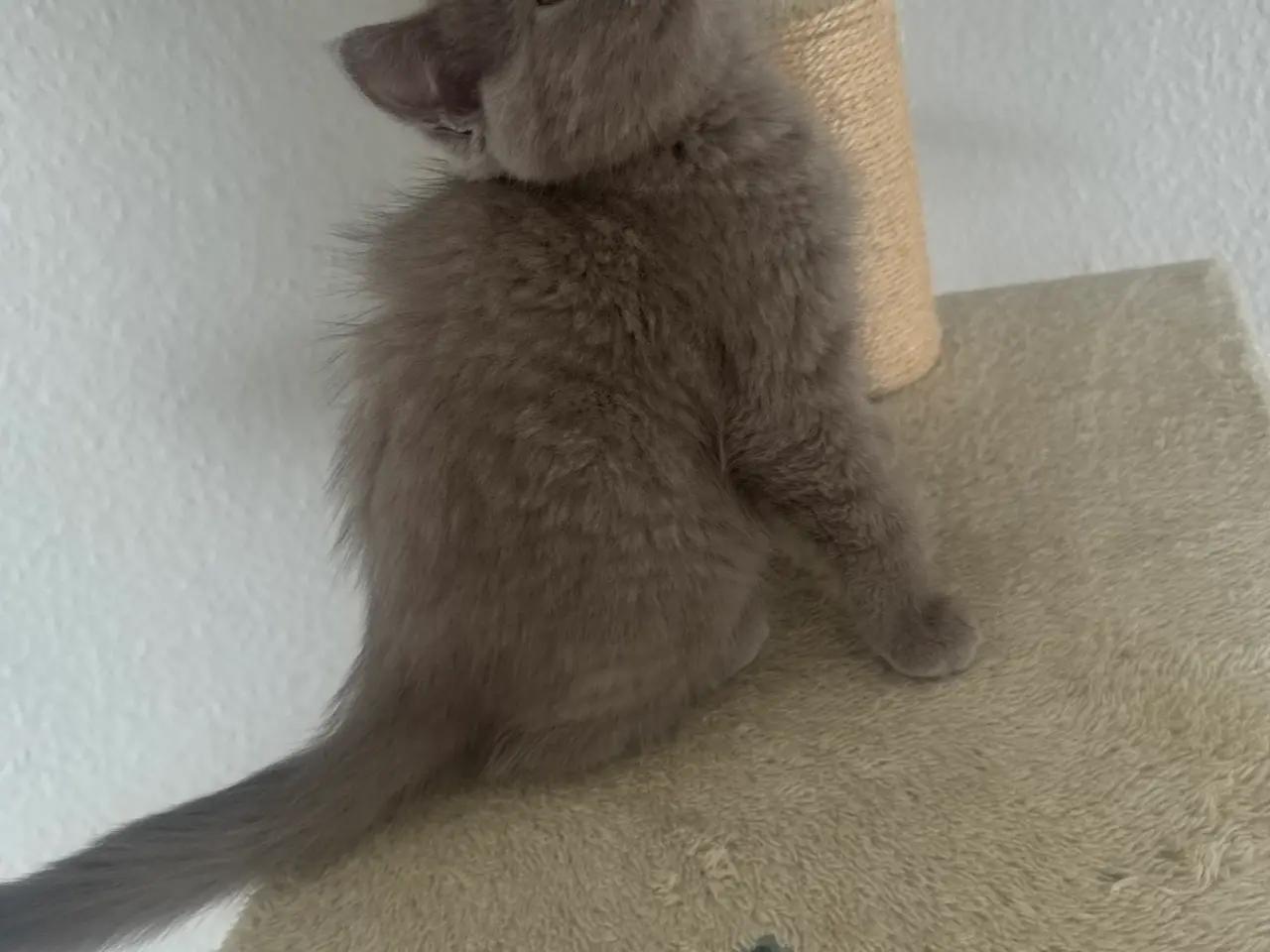 Billede 6 - British shorthair pige (Lilac)
