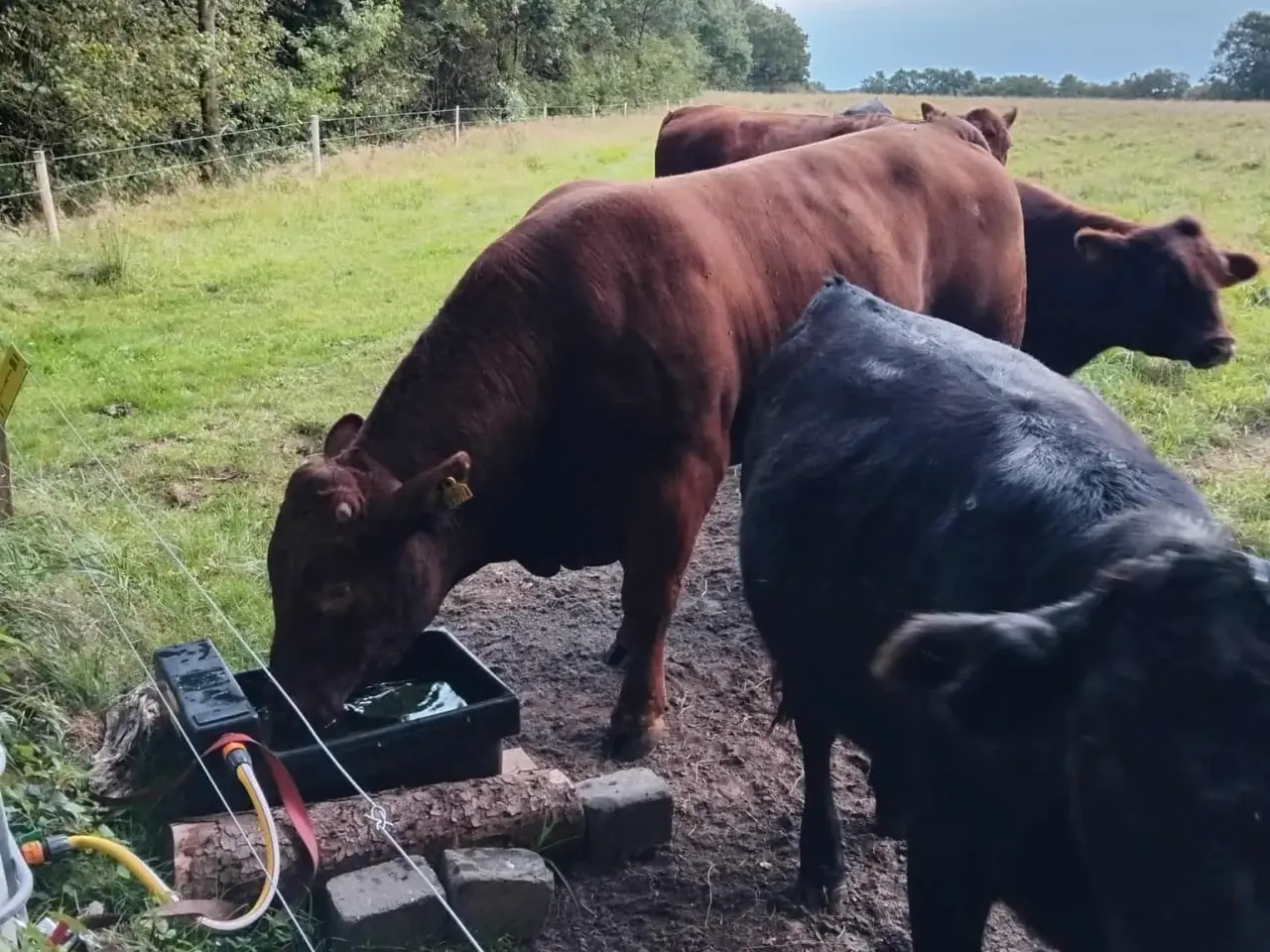 Billede 2 - Rolige Angus løbetyre til udlejning og bedækning