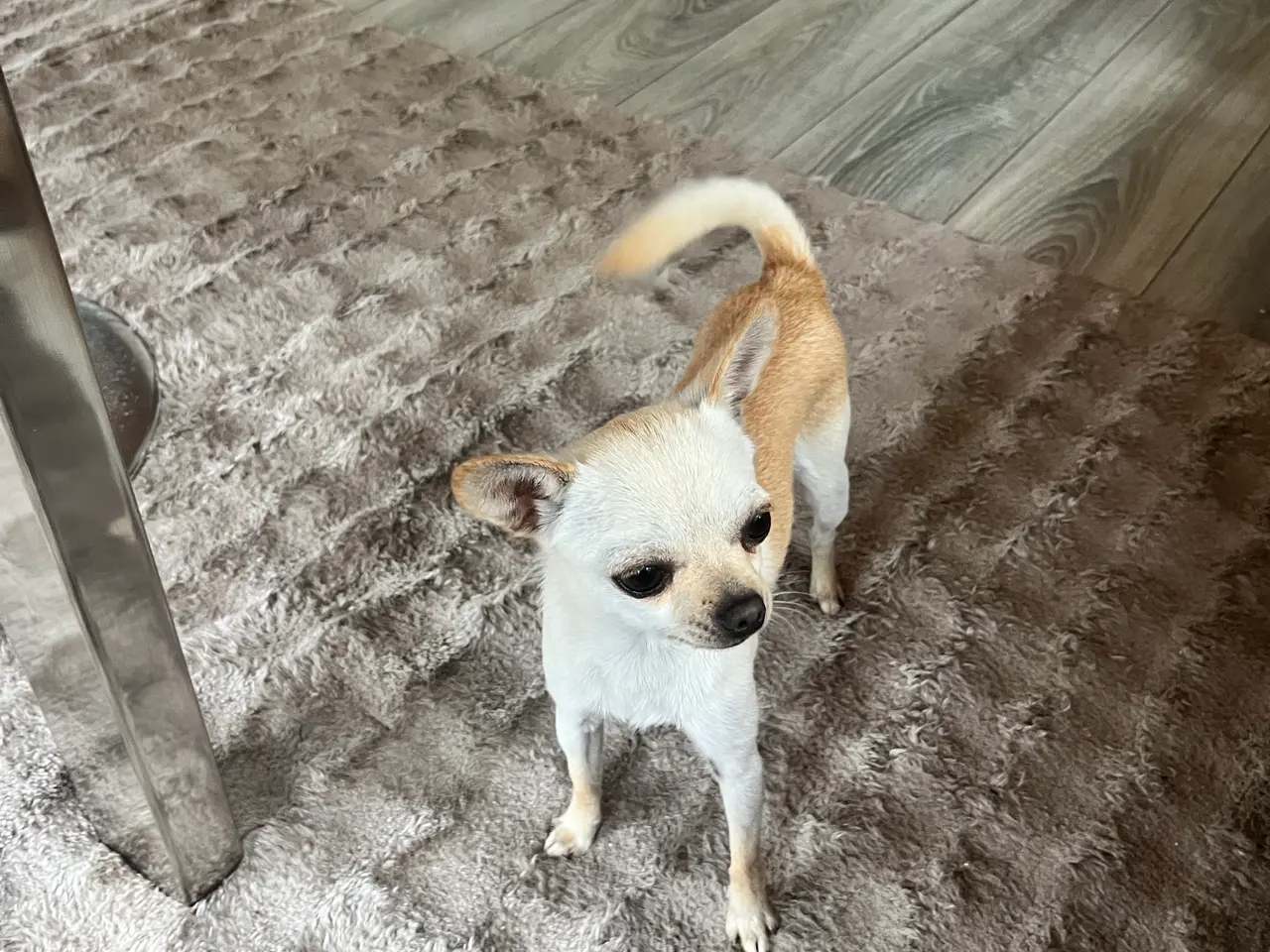 Billede 11 - CHIHUAHUA