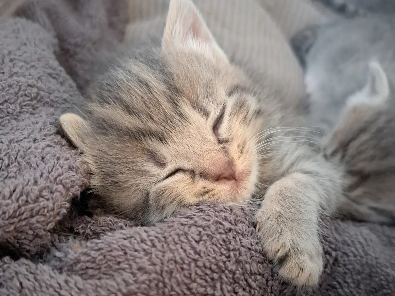 Billede 3 - 🐱 Søde killinger søger kærlige hjem 🐱