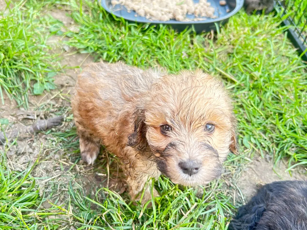 Billede 1 - Shih-poo søger deres næste hjem ❤️