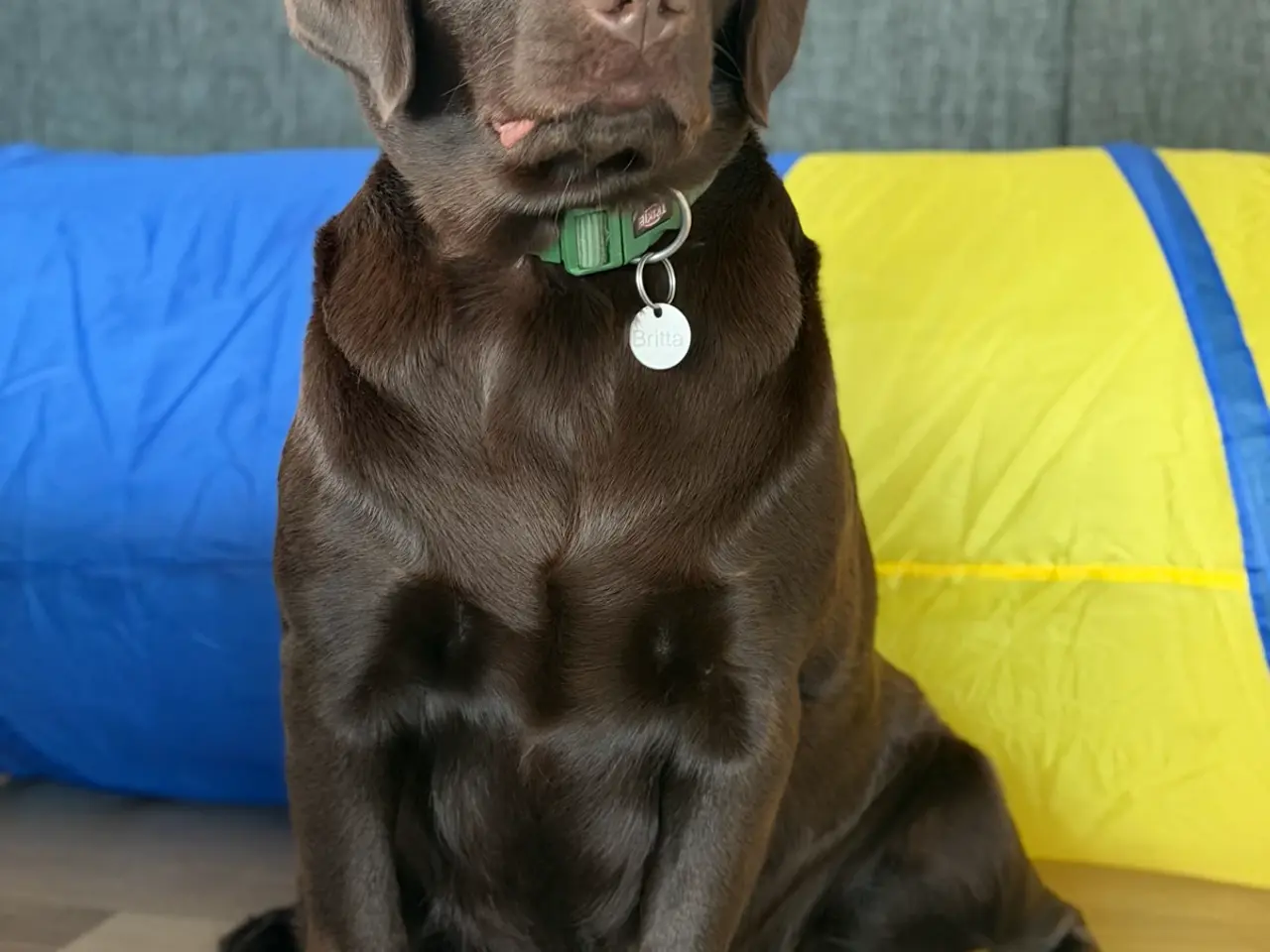 Billede 7 - Skønne labradoodle hvalpe 