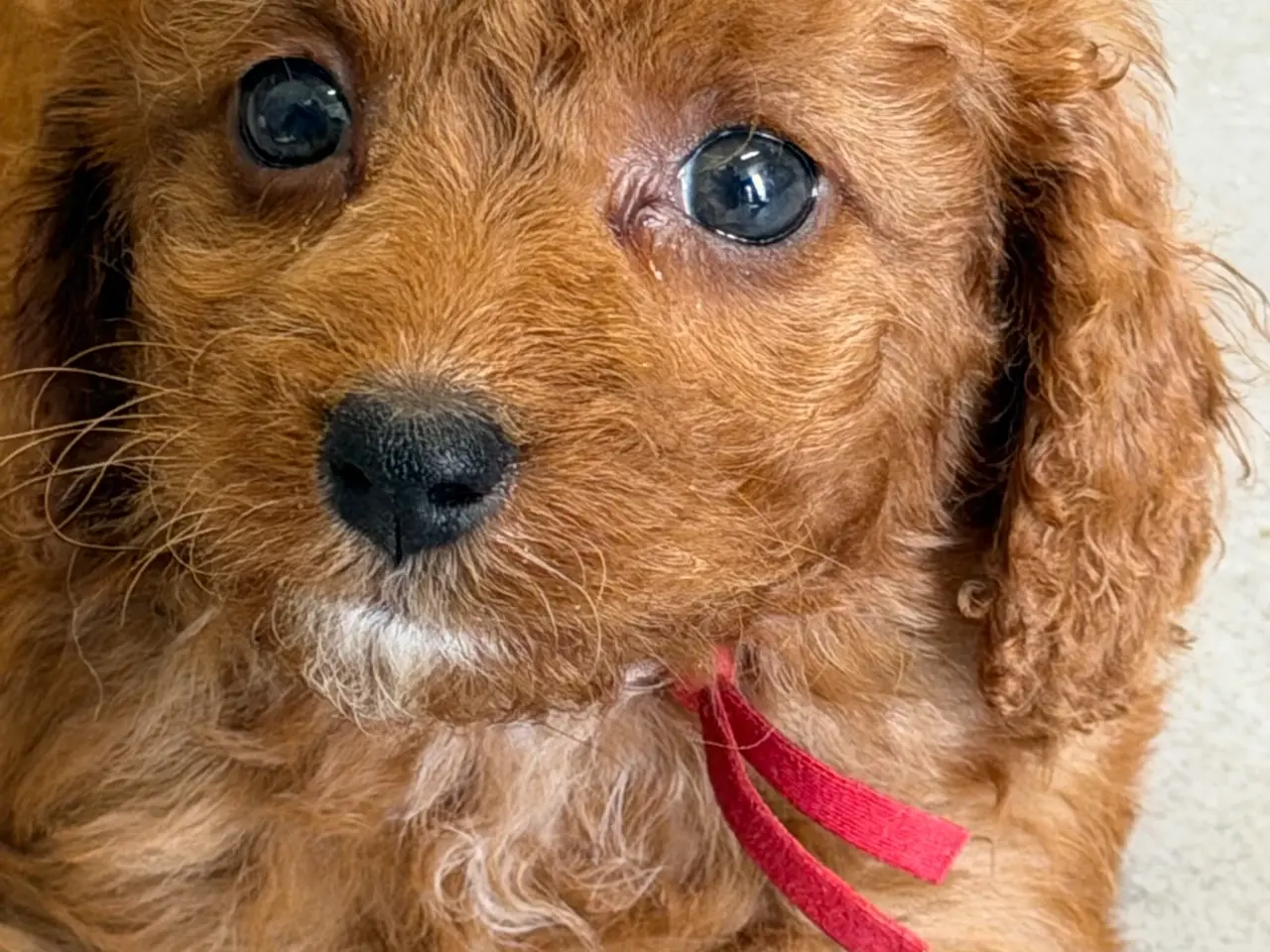 Billede 9 - 🐶☀️ Skønne Cavapoo-hvalpe søger deres kommende fa