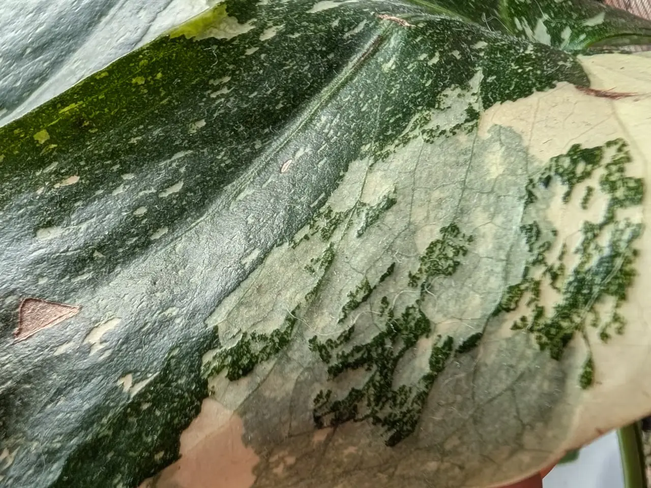 Billede 2 - Monstera deliciosa 'Thai constellation'