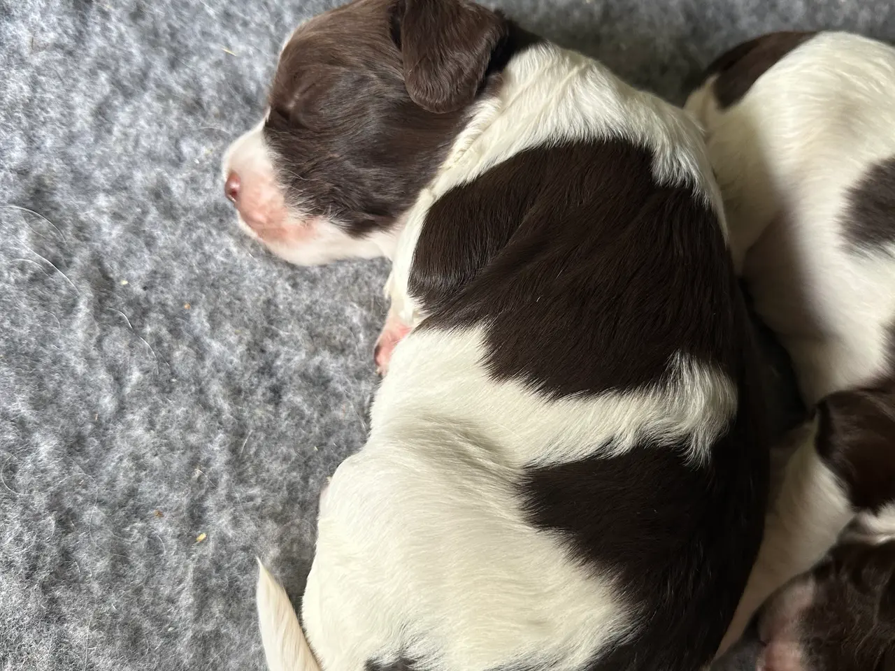 Billede 2 - FT springer spaniel hanhund med stamtavle