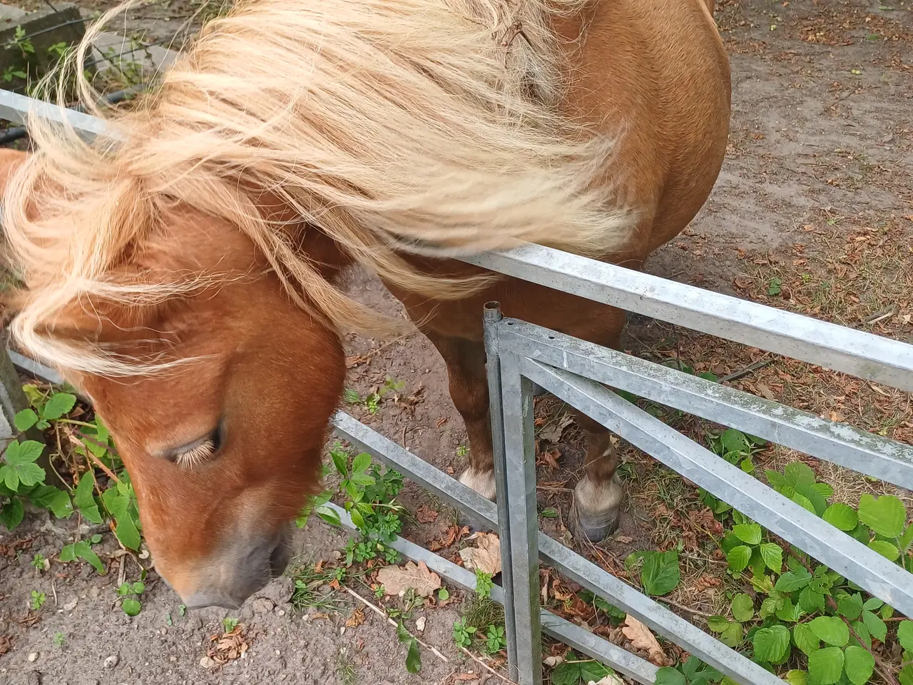 Billede 3 - Pony hoppe evt bytte med atv