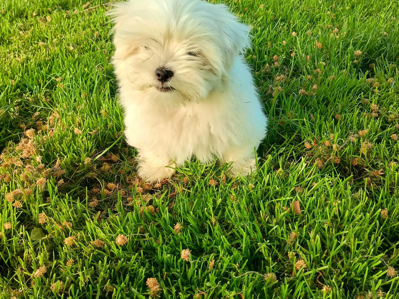 Billede 3 - Klar nu, lhasa apso 