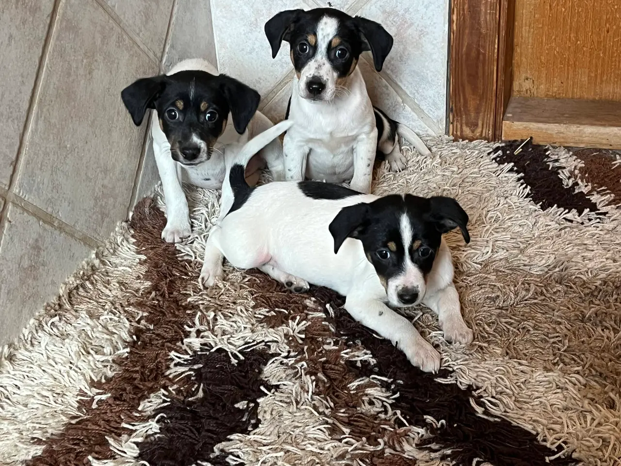 Billede 1 - Dansksvensk Gårdehunde hvalpe
