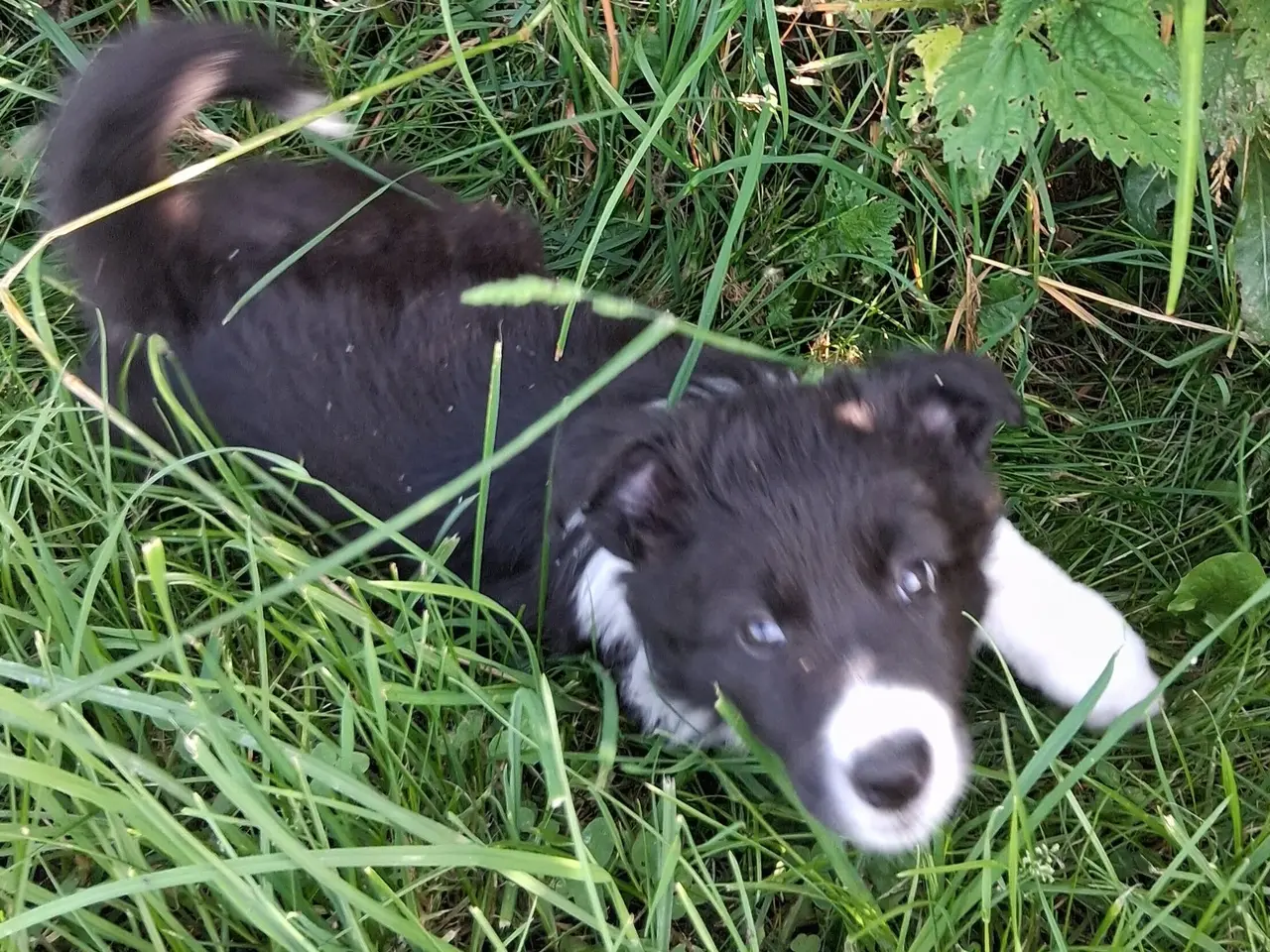 Billede 6 - Smukke Border Collie hvalpe til salg