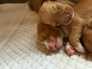 Nova Scotia Duck Tolling Retriever hvalpe