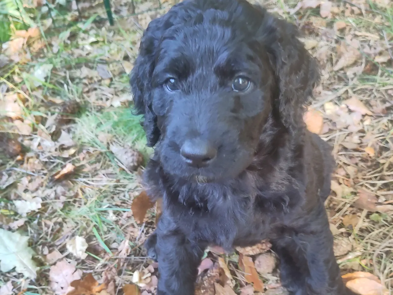Billede 4 - 🐶Labradoodle hvalpe søger kærlige familier 🏡❤️