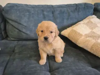 Kun 2 skønne Golden Retriever hanner tilbage søger - 3