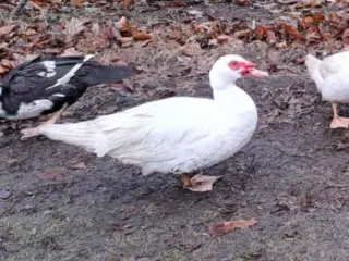 Andrik