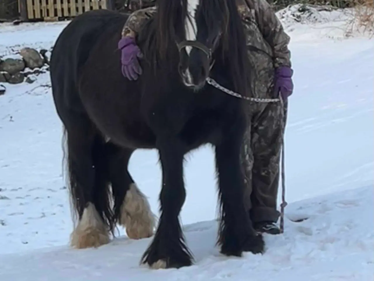 Billede 13 - Tinker/Irish cob vallak