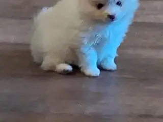 Pomeranian pige hvalp